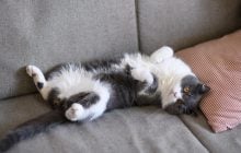 Почему кот показывает живот: ветеринары расшифровали 11 сигналов от домашнего питомца