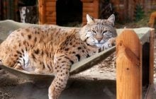 Рысь Степан: почему пушистый хищник стал новой звездой Киевского зоопарка