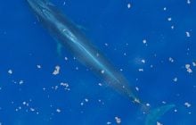 Могут погибнуть редкие гиганты: бурение в Мексиканском заливе приведет к ужасающим последствиям