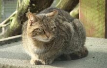 В Одесской области в дикую природу выпустили лесных котов: стало известно, чем они занимаются