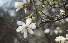 1 апреля всю Украину накроют дожди