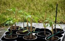 Розсада помідорів буде міцною без магазинної "хімії": що додати у воду при поливі