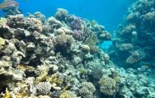 В кратере вулкана обнаружили 2000-летнего "монстра": он в три раза больше мировых рекордов