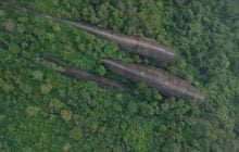 З густого лісу в Таїланді виринають три величезні "кити": як таке можливо (відео)