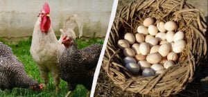 Эксперт рассказал, что нужно добавить в корм курам в марте: несут много и ежедневно