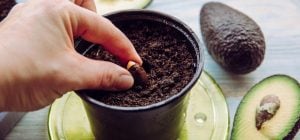 Як виростити авокадо на підвіконні: покрокова інструкція