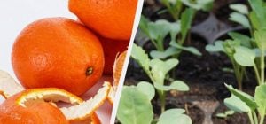 І добриво, і захист від шкідників: садівники розкрили, як використати шкірку апельсина