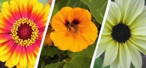 От семян до бутонов за 45 дней: какие цветы растут быстрее всего