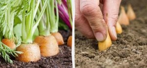 Що посадити поруч з морквою: найкращі та найгірші сусіди на грядці