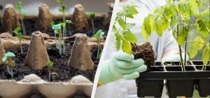 Березень - місяць розсади: які 6 овочів обов'язково потрібно встигнути посадити