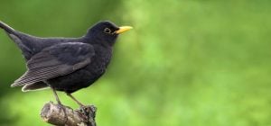 Чому ваш сад може привабити чорного дрозда: яку користь несе птах