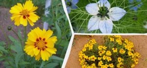 Що посіяти в березні: 6 квітів, які прикрасять сад до самої осені