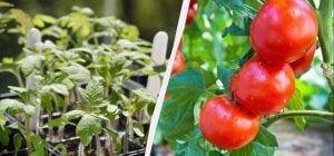 Томати удобрюють при посадці: по 2 ложки в лунку - і помідори ростуть як скажені