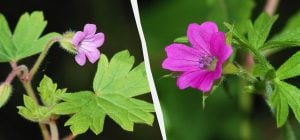 Герань зацветет в два раза пышнее: как правильно обрезать цветок после зимы