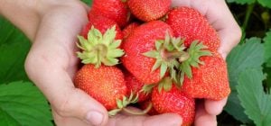 Как вырастить клубнику из семян: инструкция для садоводов