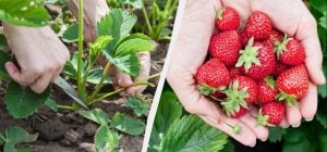 После зимы на полях остались кусты клубники: нужно ли их обрезать весной