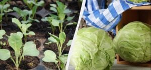 Сажать рассаду капусты нужно именно в эти даты: самые урожайные дни марта