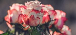 Как и когда обрезать розы, чтобы вірастить крупные цветы летом