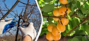 Урожай буде в п'ять разів більшим: ось що потрібно зробити з абрикосом до кінця березня