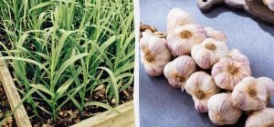 Як виростити часник на балконі: садівниця розповіла, що потрібно знати