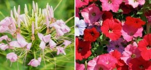 Какие цветы можно сажать в марте и апреле: 9 растений, которые будут цвести все лето