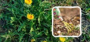 Бур'яни зникнуть за один день і більше не з'являться: чим їх потрібно полити