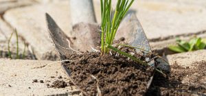 Сорняки на дорожках исчезнут за день: вот чем их нужно посыпать