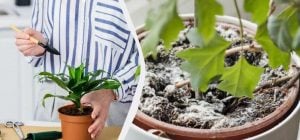 В горшке с цветком появилась плесень и мошки: почему так происходит и что делать