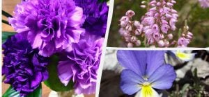 Какие цветы идеально растут в горшках и контейнерах: садоводы назвали топ-8