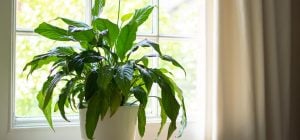 Цвести будет круглый год: как правильно пересадить спатифиллум