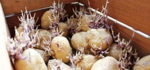 Картошка не будет прорастать и сохранится дольше: положите рядом этот плод