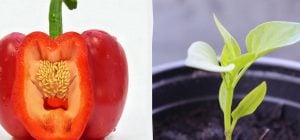 Семена взойдут быстрее: в чем замачивать помидоры, перец и огурцы перед посадкой