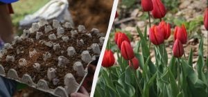 Мудрые цветоводы посадили тюльпаны в яичные лотки: клумба выглядит потрясающе