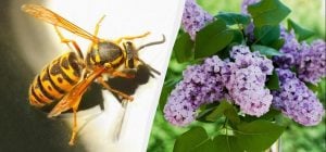 7 растений привлекают смертельно опасных шершней: их нельзя сажать возле дома