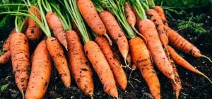 10 профессиональных советов, как вырастить самую сладкую морковь из семян