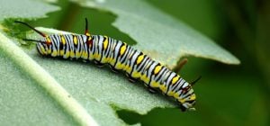 5 причин, чому у рослин може бути диряве листя, та розумні методи це виправити