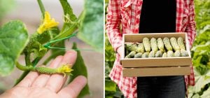 Які огірки посадити в 2026 році: ці гібриди дають найбільший урожай