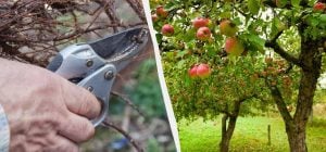 Эти 7 деревьев нужно обрезать до конца марта: ветки будут ломиться от плодов