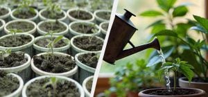 Будет расти, как на дрожжах: чем полить только что взошедшую рассаду