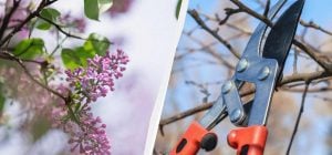 Секатор почекає: 6 рослин, які в жодному разі не можна обрізати в березні