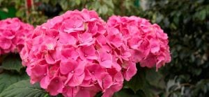 Чем подкормить гортензию ранней весной: цветы будут крупными и красивыми