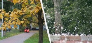 Експерти назвали 10 дерев, які ніколи не слід садити у дворі