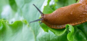 Слизни уничтожали сад, пока в нем не посадили один цветок: что их отпугнуло навсегда