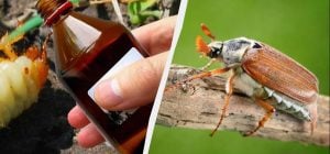 Хрущі зникли з городу і не з’являються: який препарат знищив усіх личинок