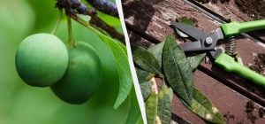 Даже "старая" слива принесет ведра плодов: как ее нужно обрезать весной