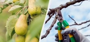 Це знають лише досвідчені садівники: як зрозуміти, що настав час обрізати грушу