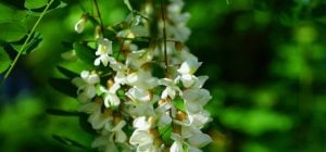 Садоводы назвали 6 быстрорастущих деревьев, которые никогда не следует сажать во дворе