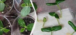 Проростуть швидше, ніж у всіх сусідів: 5 способів пророщування насіння огірків