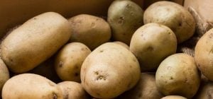 Коли виносити картоплю з погреба на посадку: народний календар та поради городників