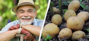 Календарь посадки картошки 2026: как понять, что уже "пора" - фермеру на заметку